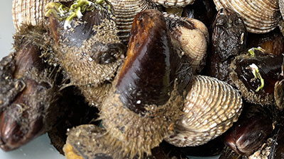 cozze pelose